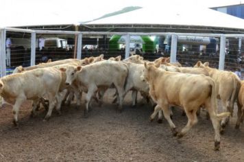 Remate de terneiros teve resultado positivo
