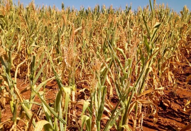 BARRA DO RIO AZUL IRÁ REDUZIR HORA MÁQUINA DE TRATOR E CAMINHÃO PARA COLHEITA DA SILAGEM 