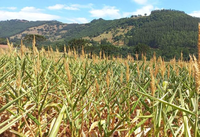 Barra do Rio Azul decreta situação de emergência em função da estiagem