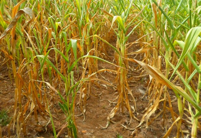 Município calcula prejuízos com a estiagem