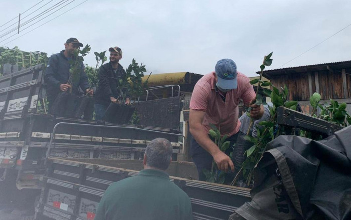 MUNICÍPIO ENTREGA MAIS 4 MIL MUDAS DE CITRUS