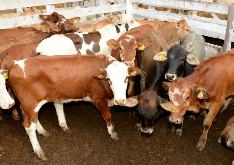 Remate de terneiros teve resultado positivo