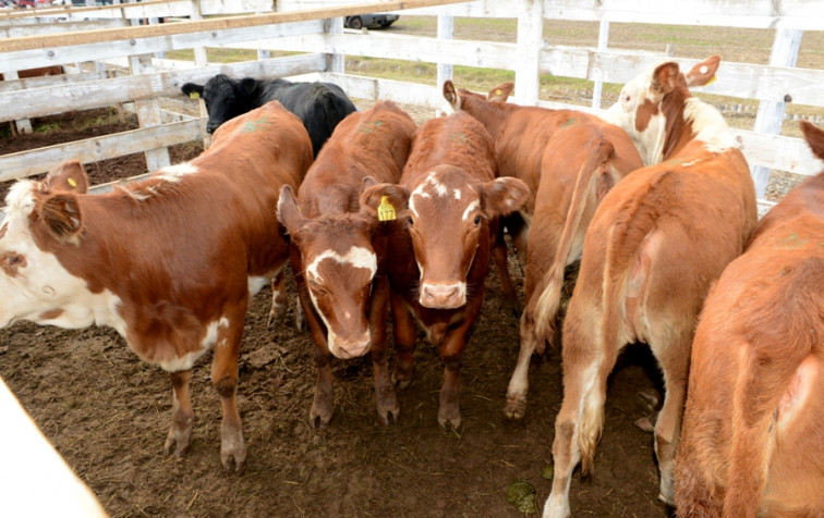 Remate de terneiros teve resultado positivo