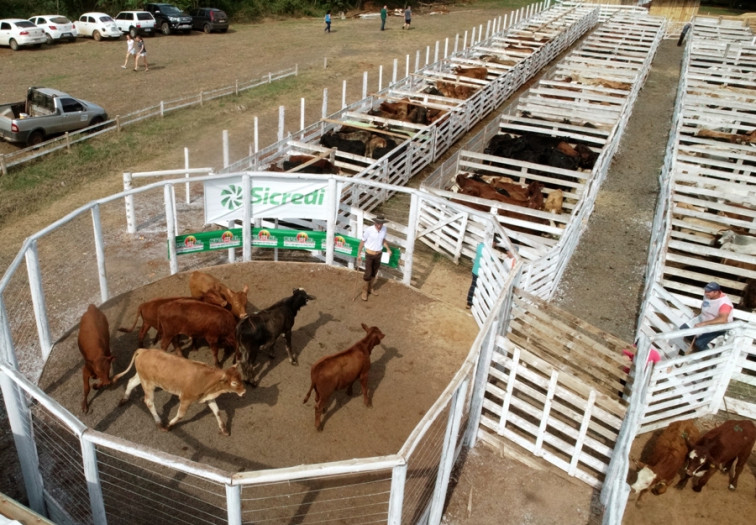 Remate de terneiros teve resultado positivo