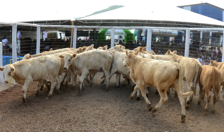 Remate de terneiros teve resultado positivo