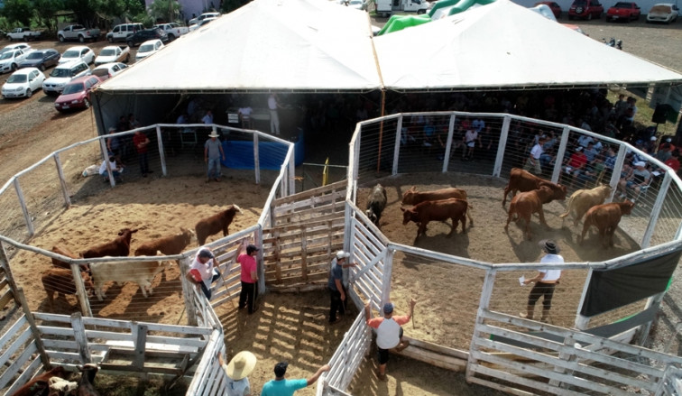 Remate de terneiros teve resultado positivo