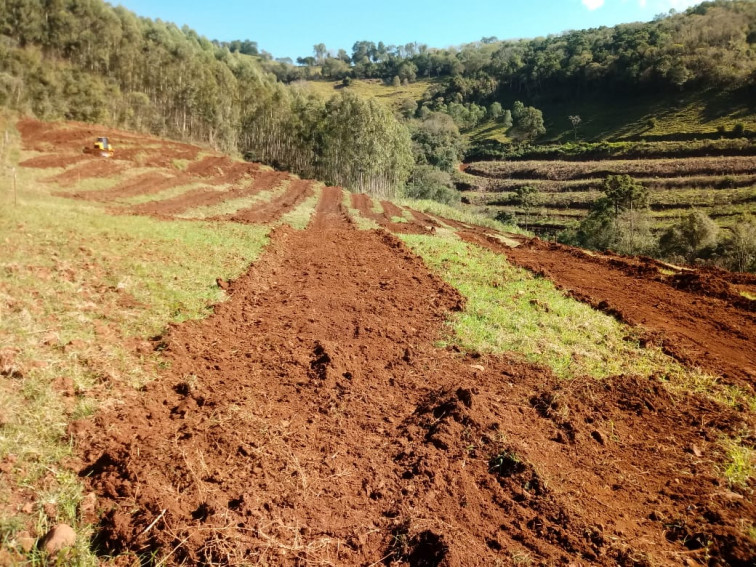 Barra do Rio Azul incentiva agricultura com a distribuição de mudas de citros