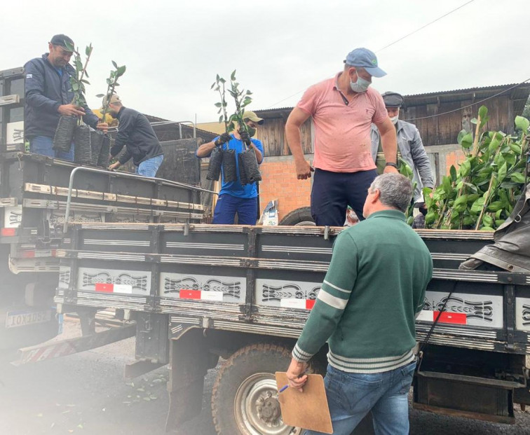 MUNICÍPIO ENTREGA MAIS 4 MIL MUDAS DE CITRUS