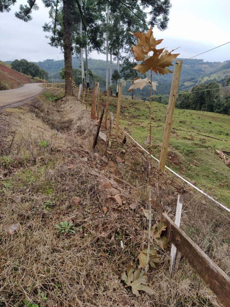 PROJETO DE ARBORIZAÇÃO