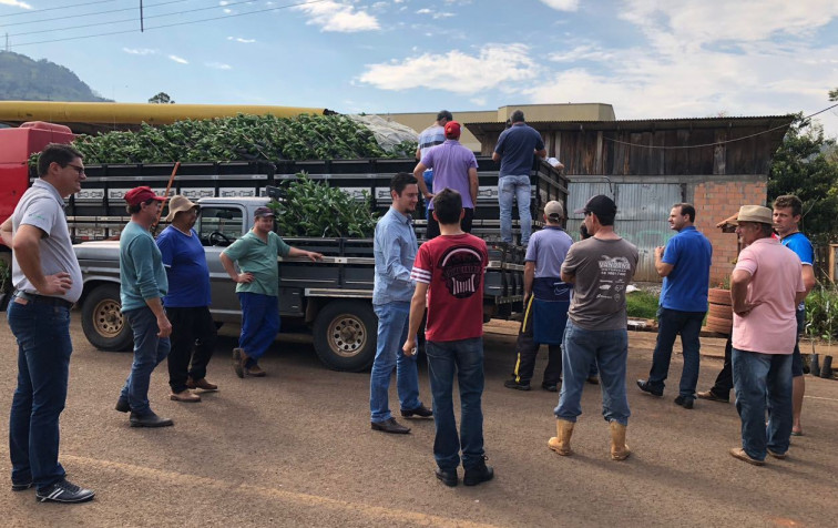 Prefeitura entrega 14 mil mudas de laranja