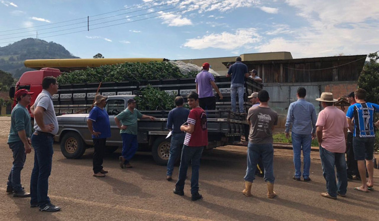 Prefeitura entrega 14 mil mudas de laranja