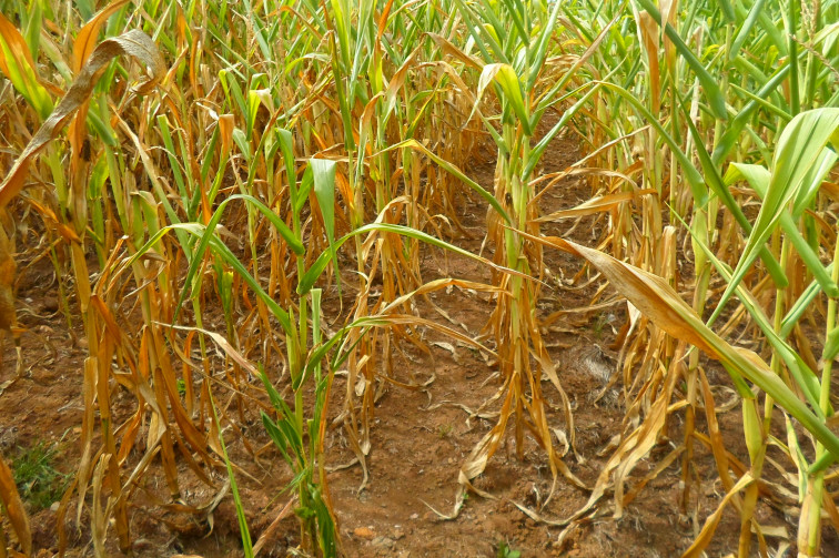 Município calcula prejuízos com a estiagem