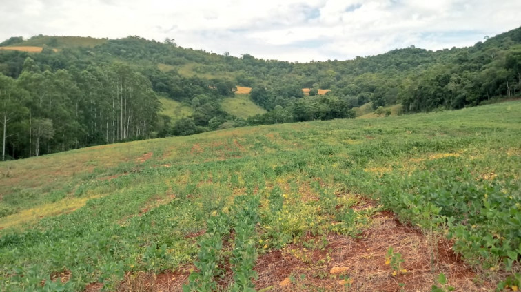 Município calcula prejuízos com a estiagem